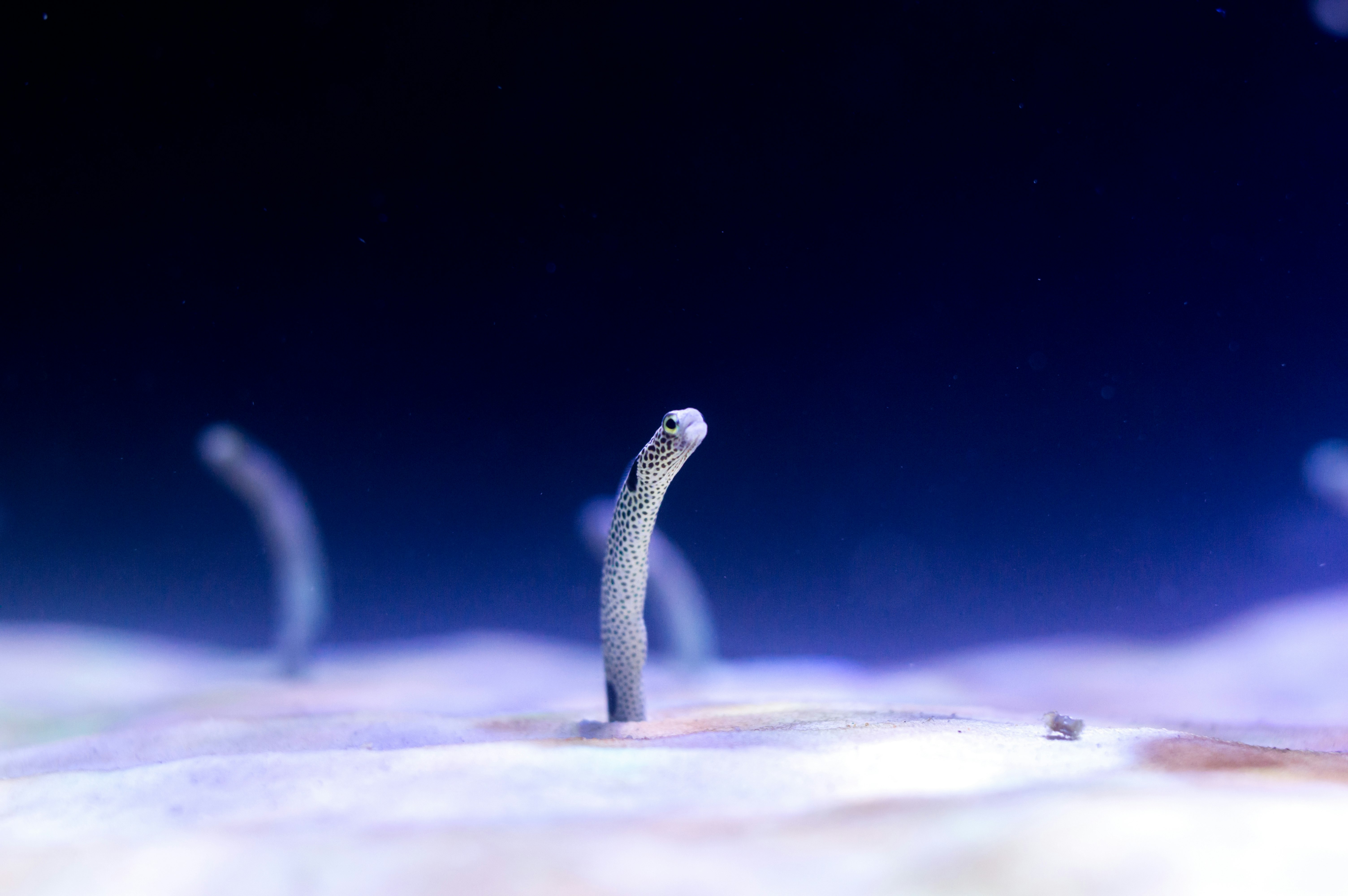 micro photography of white marine creature